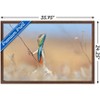 Trends International The Comedy Wildlife Photography Awards: Anup Deodhar - Rockstar Framed Wall Poster Prints - 3 of 4