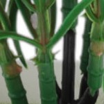 red lotus square pot