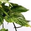 Green Circle Growers 5" Pothos Houseplant Seagrass Planter - 2 of 4
