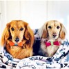 PoisePup – Luxury Pet Dog Bow Tie – Soft Premium Leather Bowtie for Small and Large Dogs - Vibrant Sunset - 3 of 3