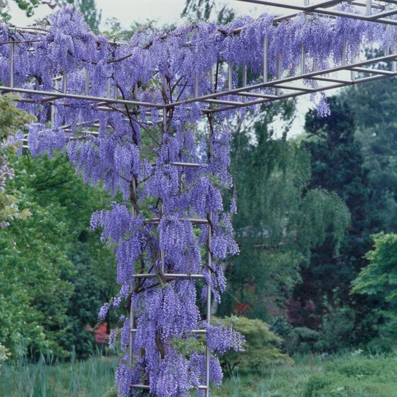Wisteria &#39;Blue&#39; 1pc U.S.D.A. Hardiness Zones 3-9 National Plant Network 2.5qt, 5 of 6