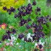 Van Zyverden 5ct 'Black Barlow' Columbine Root Dark Purple - 3 of 4