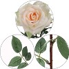 Floral Home 30" Champagne Queen Anne Rose - 12-Piece - 2 of 4