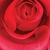Collections Etc In Loving Memory Rose Memorial Artificial Wreath - 3 of 3