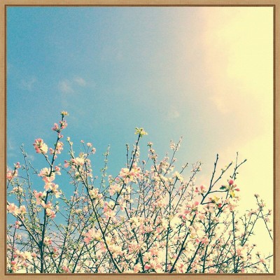 Springing Pink I Contemporary Canvas Print with Maple Floater Frame