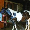Little Giant Extendable Swiveling Cattle Livestock Sprayer Boom with Holder and Nozzle for Stalls, Pens, Grooming, and Farming (3 Pack) - 4 of 4