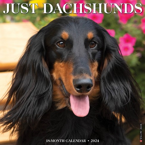 Willow Creek Press 2024 Wall Calendar 12"x12" Just Dachshunds : Target
