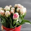 Touch Of ECO Double Scoop Ice Cream Tulip Flower Bulbs - image 4 of 4