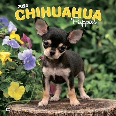 Browntrout 2024 Wall Calendar 12"x12" Chihuahua Puppies : Target