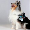 Joyride Harness Premium Advanced No Pull Dog Harness 2.0 Teal Ocean - 4 of 4