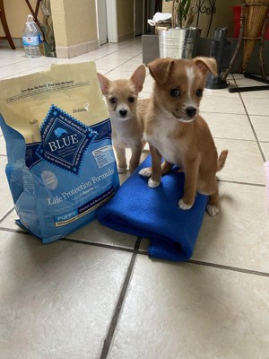 Blue Buffalo® Life Protection Formula™ Puppy Dry Dog Food - Natural, Chicken