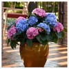 Hydrangea 'LA Dreamin' 3pc - National Plant Network: Globe-Shaped Blooms, Partial Shade, 0.5 Gal Pot - 3 of 4