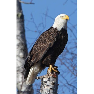 Eagle Perched Blank Journal - (Nodin Press Blank Journals) (Hardcover)