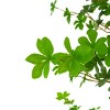 Syemin Artificial Plants Lush Artificial Enkianthus Tree Pairs With Minimalist Decor Without Daily Care for Living Room, Green, 69.25"*10.25"*9.25" - 4 of 4