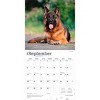 BrownTrout German Shepherds 2026 12"x24" Hanging Square Wall Calendar Plastic-Free - 4 of 4