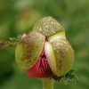 Van Zyverden 3ct 'Patty's Plum' Poppy Root Purple - 2 of 4
