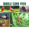 JCs Wildlife Critter Corn - Loose Shelled Corn for Wildlife 40 lbs - Grown in Southern Indiana - Dried Feed Corn for Squirrels, Deer, Turkeys, Ducks, - 3 of 4