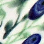 porcelain vine