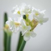 Sullivans Artificial Paperwhite With Bulb Stem 20" White - 2 of 4