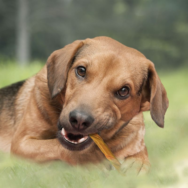 Cadet Choice Chews Peanut Butter Twists Dog Treats - 15ct, 4 of 8