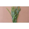 Decorative Faux Fern Stem – 36" Tall Botanical by Kalalou - 3 of 3