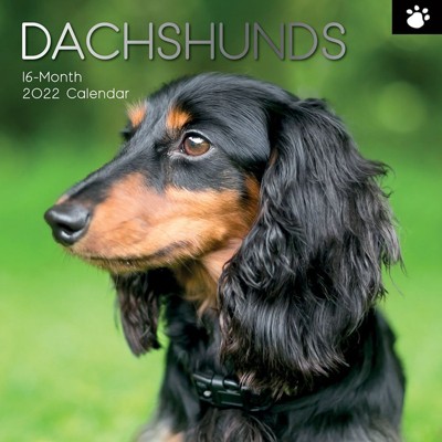 The Gifted Stationery Dachshund 2021 - 2022 Dog Monthly Wall Calendar, 16 Month, Animals Pet Theme with Reminder Stickers, 12 x 12 in