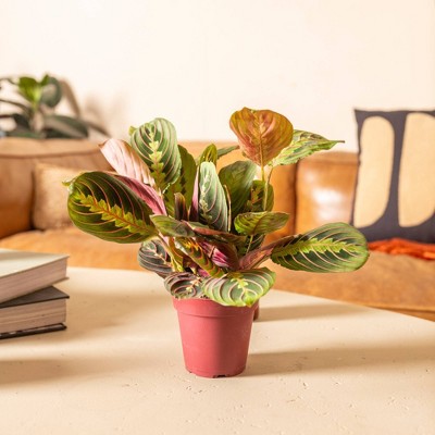 Live 4" Red Maranta Houseplant - Thumbnail 3