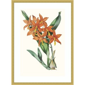 Amanti Art Paxton Tropicals IV by Jennifer Paxton Parker Wood Framed Wall Art Print - 1 of 4
