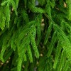 Nearly Natural 6' Artificial Real Touch Norfolk Island Pine Christmas Tree with Natural Look - 2 of 4