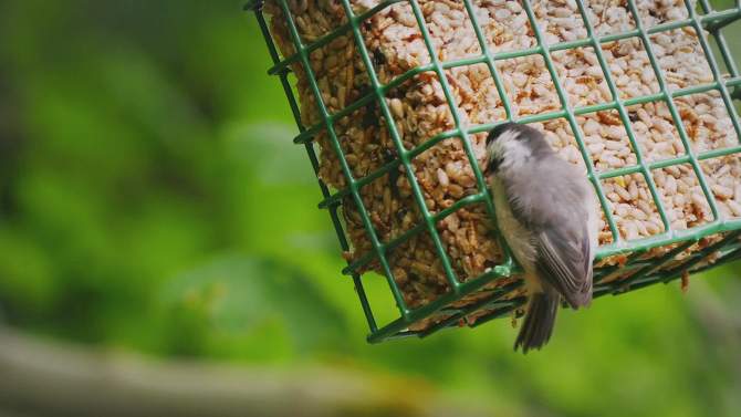 Audubon Park 4.5lb Songbird Blend Bird Food, 2 of 7, play video