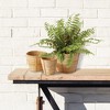 Plum & Post Boston Fern Drop-In 12" - 4 of 4