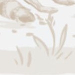 safari