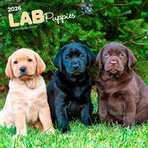 BrownTrout Labrador Retriever Puppies 2026 12"x24" Hanging Square Wall Calendar Plastic-Free - 1 of 4