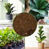 Soil Sunrise Fiddle Leaf Fig Potting Mix, Soil Amendment for Potted Fig Trees - 3 of 4