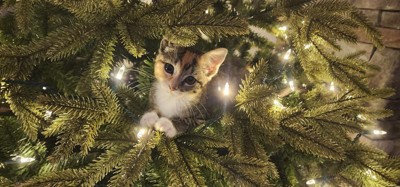 Guest review image 3 of 3, zoom in