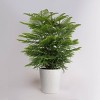9" Norfolk Island Pine Plant - 3 of 4