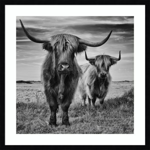25" x 25" Highland Cow Couple by Stephane Pecqueux Wood Framed Wall Art Print - Amanti Art: Modern Decor, Animal Lithograph - 1 of 4