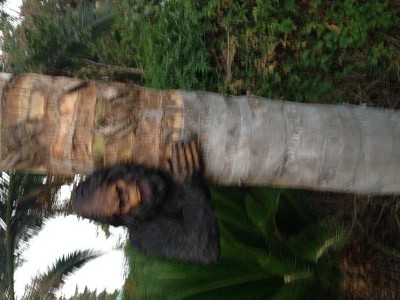 Design Toscano 15 in. H Bigfoot the Bashful Yeti Tree Sculpture