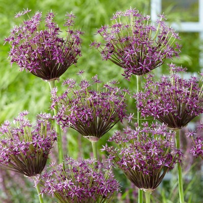 12ct Allium Miami Bulbs - Van Zyverden