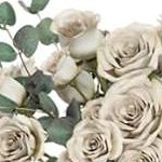 light gray & white