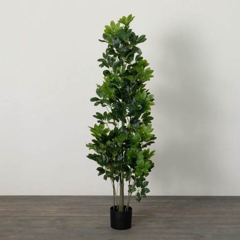 Sullivans Artificial Potted Schefflera Plant 62"H; Green - image 1 of 3