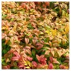 Nandina 'Fire Power' 1pc - National Plant Network: U.S.D.A. Zones 6-10, Compact Shrub, Perennial - 2 of 3