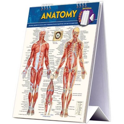 Anatomy Easel Book - by  Vincent Perez (Paperback)