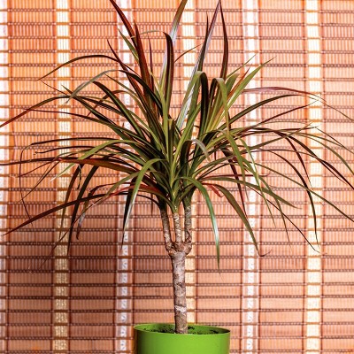 3pc 'Magenta' Dracaena - National Plant Network