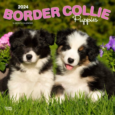 Just Border Collie Puppies 2023 Wall by Willow Creek Press