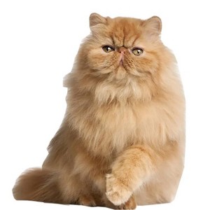 LEMONSODA Cardboard Cutouts (Orange Persian Cat) - 1 of 3