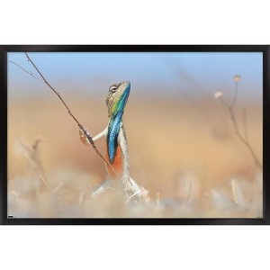 Trends International The Comedy Wildlife Photography Awards: Anup Deodhar - Rockstar Framed Wall Poster Prints - 1 of 4