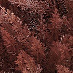 autumn red brown