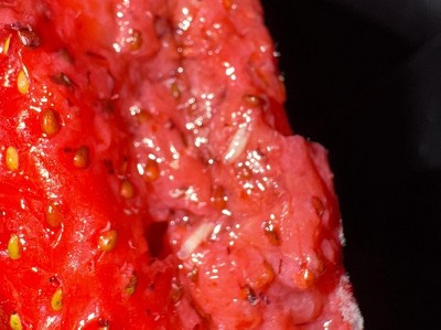 Guest review image 1 of 1, zoom in