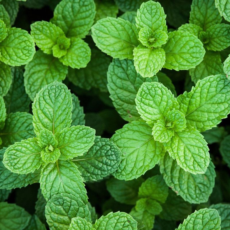 Burpee Herb &#39; Spearmint&#39; 1pc Seasonal Grown In All U.S.D.A. Hardiness Zones National Plant Network 4&#34;, 6 of 8